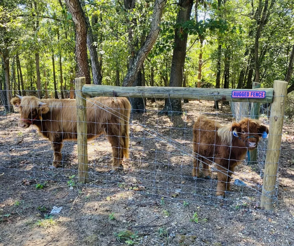 Post and wire cattle fencing with cows in it and the Rugged Fence logo attached to it