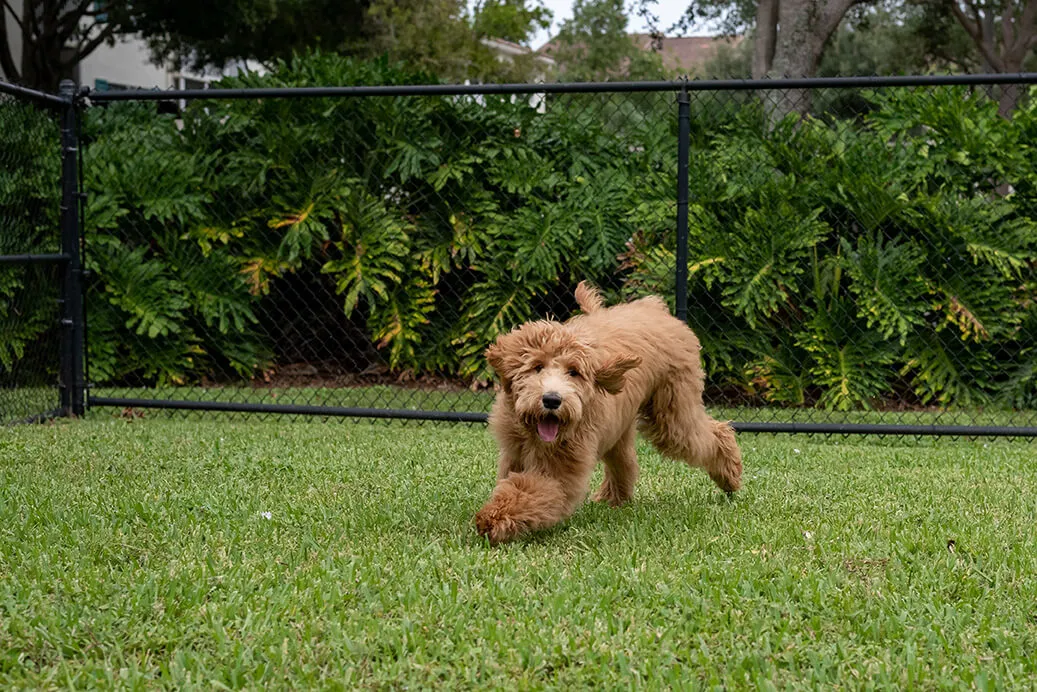 Metal pet fencing in a yard with a dog