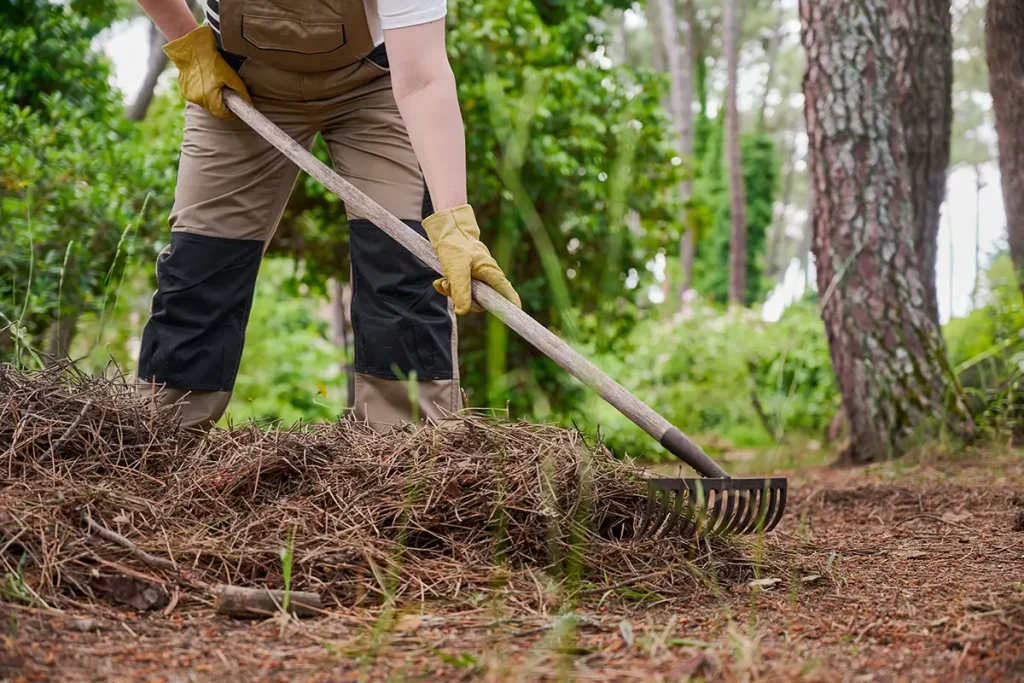 Person raking up pine needles from the ground outside