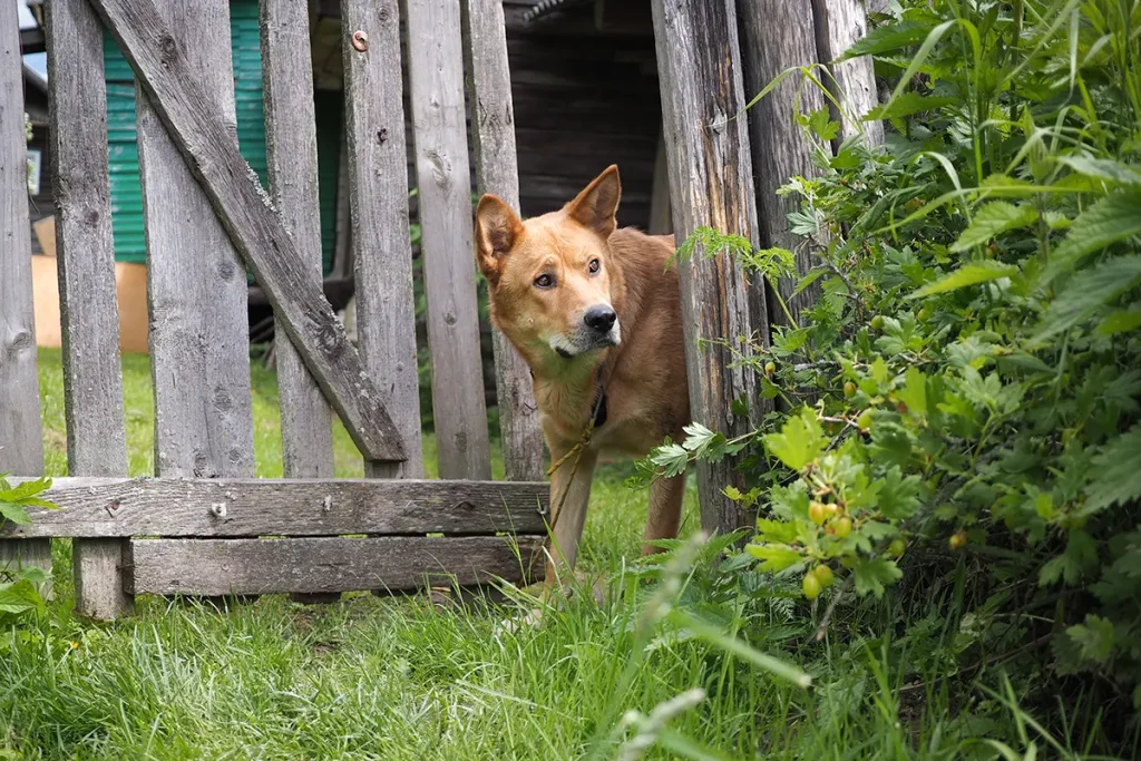 Dog looking out through gaps in old, damaged fence