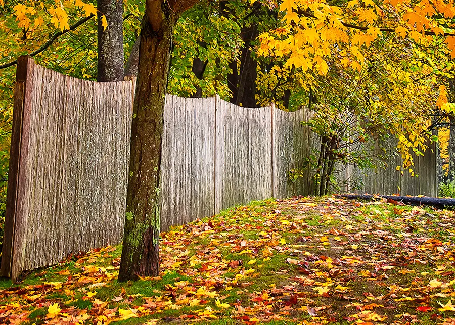 Colorful autumn maple tree in the backyard against wood fence